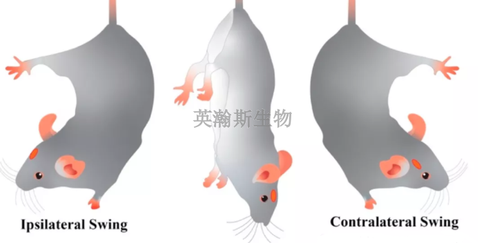 西藏靠谱临床前动物实验检测,临床前动物实验