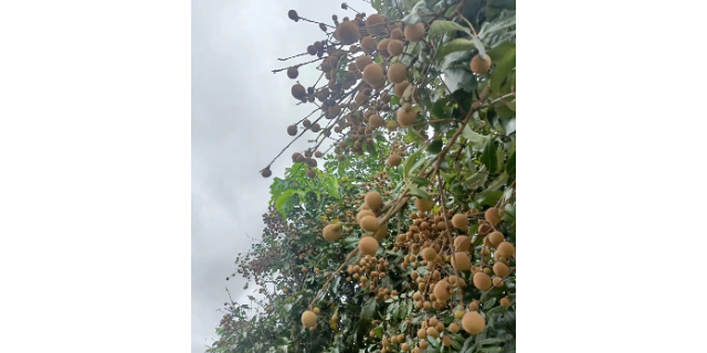 惠东星空露营基地,露营