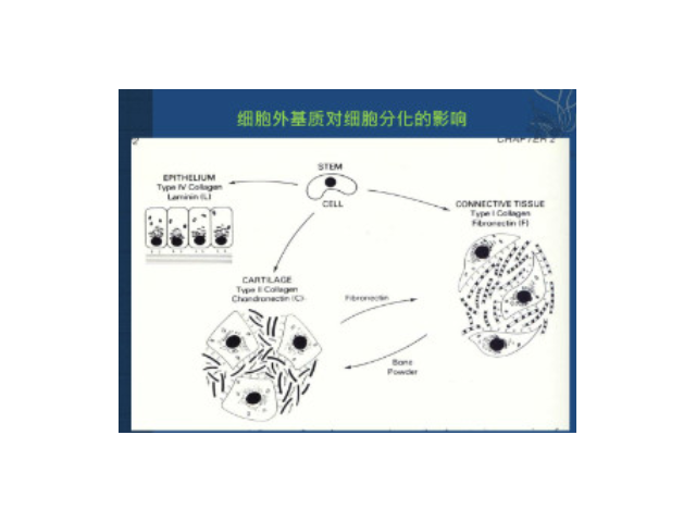 贵阳正规细胞外基质胶进货价,细胞外基质胶