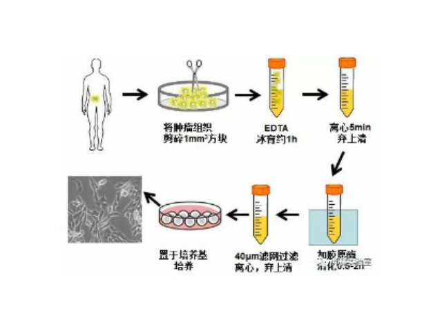 金华原代细胞分离试剂盒厂家现货,原代细胞分离试剂盒