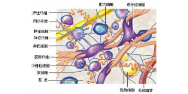 贵阳正规细胞外基质胶进货价,细胞外基质胶