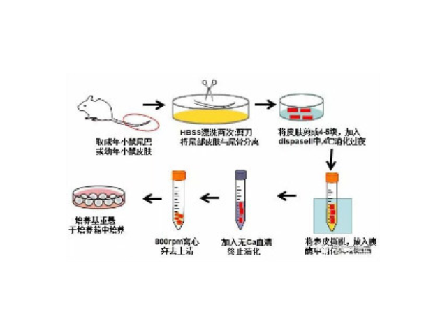 江西哪家公司提供edu细胞增殖检测试剂盒厂家,edu细胞增殖检测试剂盒